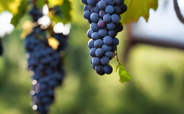 成都紅酒批發(fā)市場(chǎng)